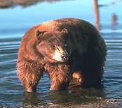 Фотография медведя