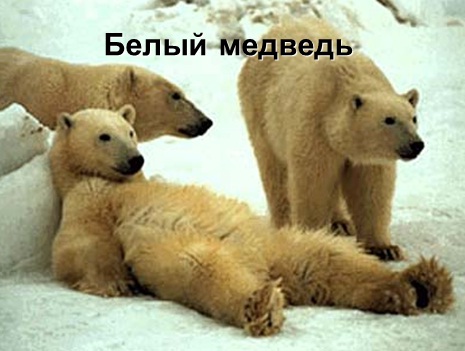 белый медведь