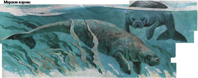 морские коровы