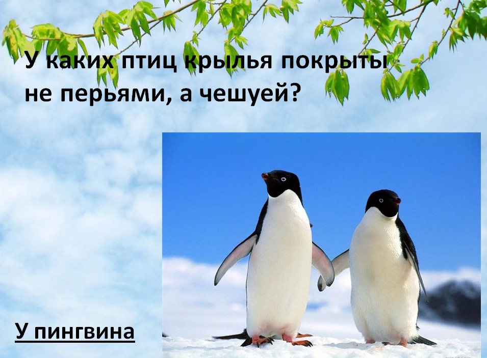 пингвины презентация