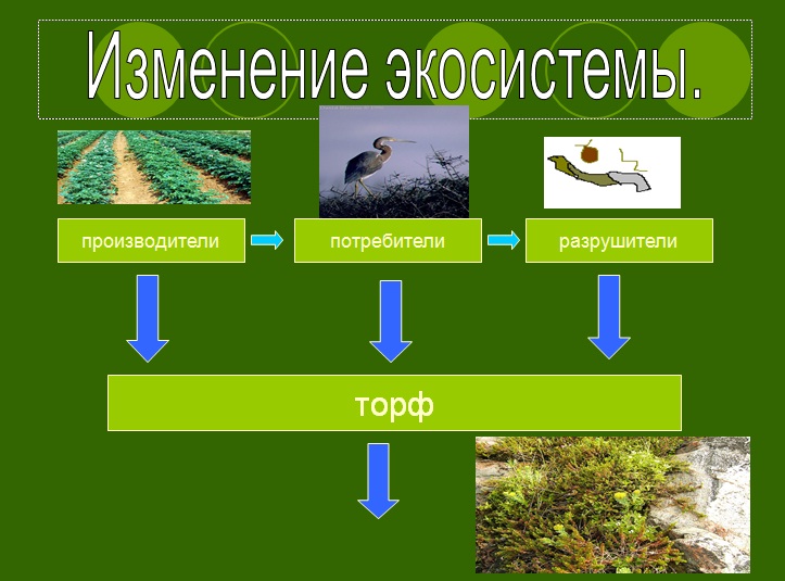 болото презентация для урока по биологии конспект