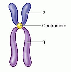 х-хромосома