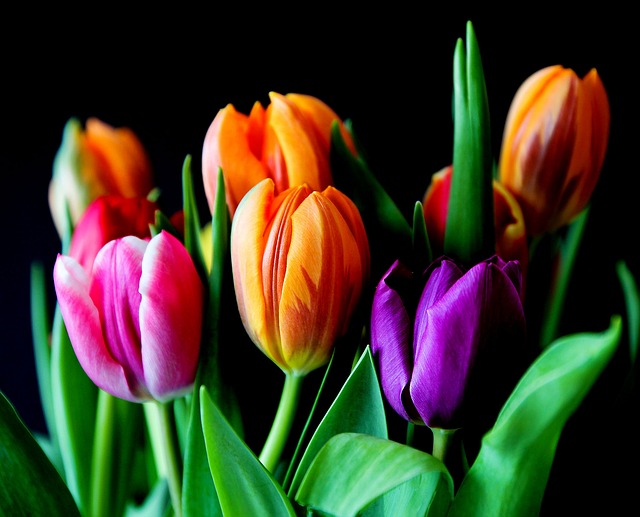 Сценарий 8 Марта - разноцветные тюльпаны букет цветов