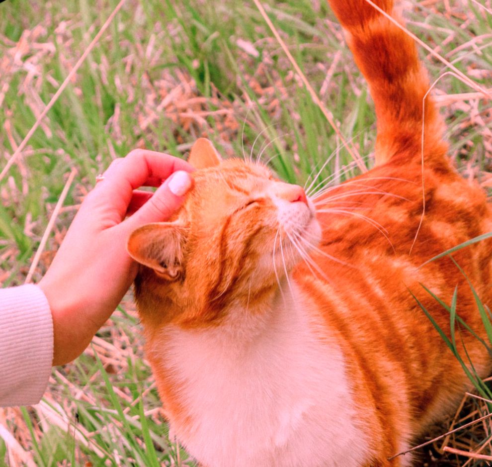 Рыжий кот, гладят кота - Сценарий праздника Да здравствуют вежливость и доброта!. Классный час Доброта спасёт мир!