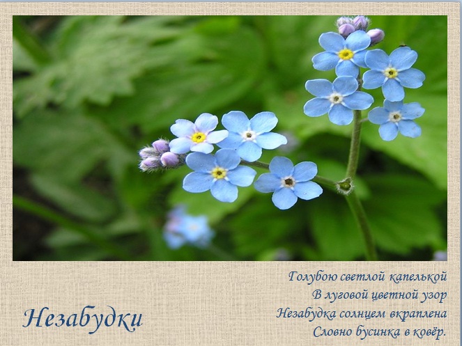 незабудки сценарий