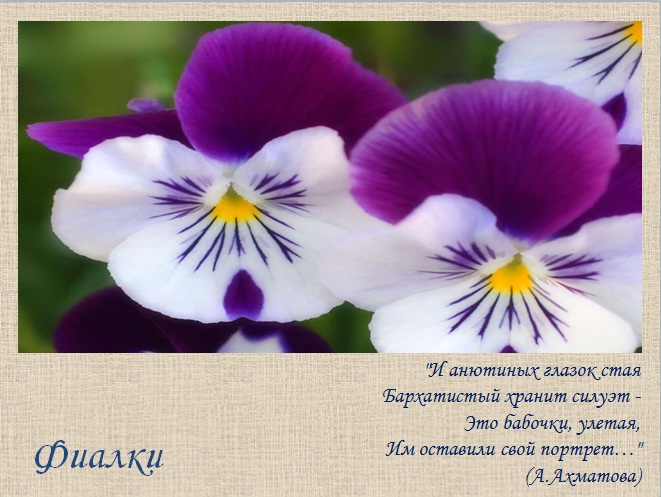 фиалка сценарий