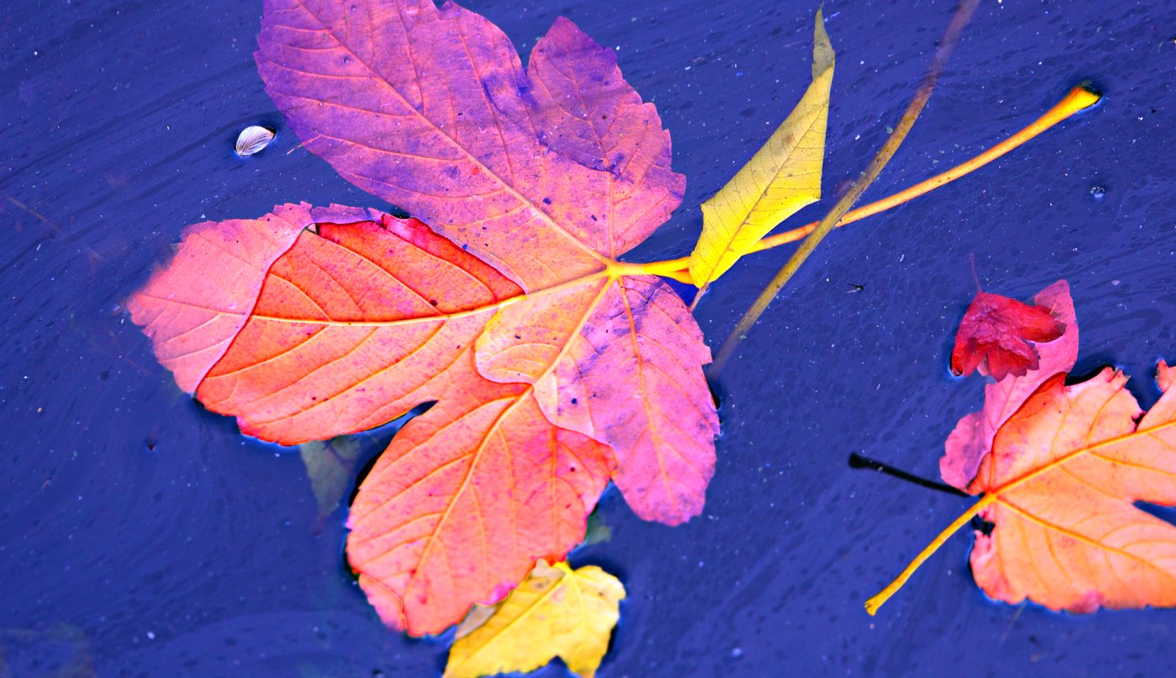 Желтые и красные листья в воде - Сценарий Осеннего бала в школе