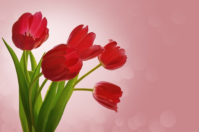 Сценарий на 8 Марта в школе - букет красных тюльпанов