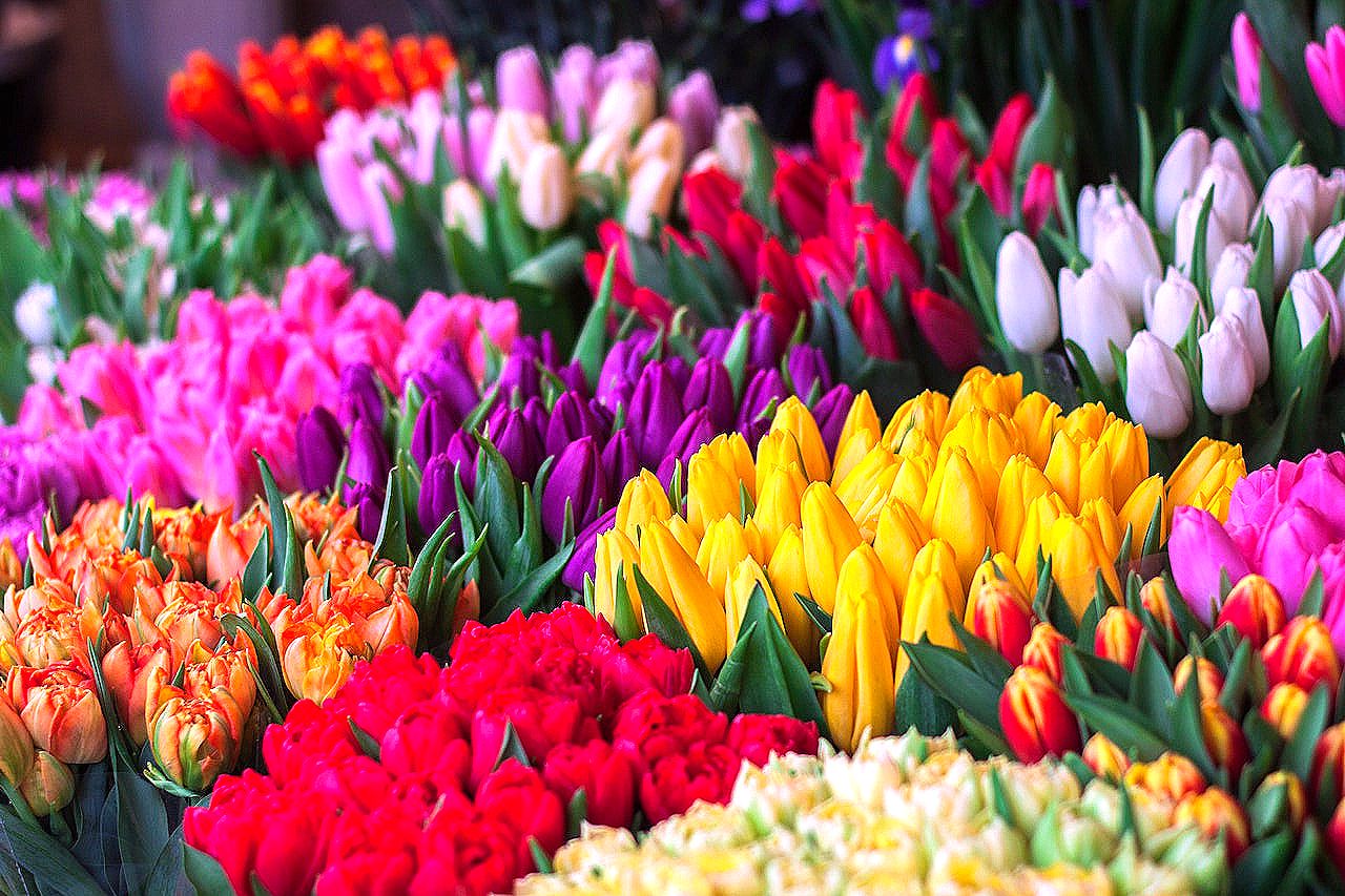 Цветы, тюльпаны - сценарий праздника на 8 Марта в школе