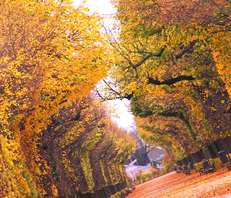 Осення аллея с желтыми деревьями - праздник в школе Осенний бал