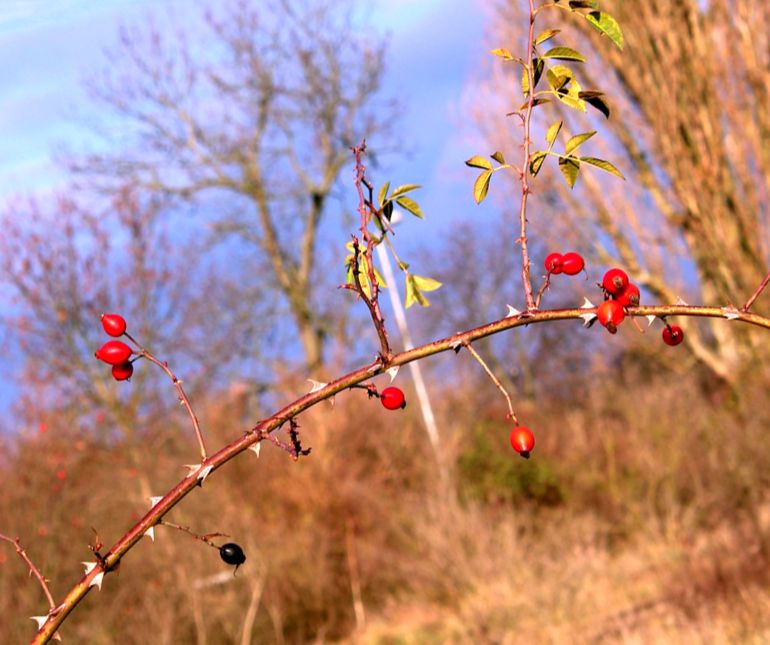 Красные ягоды шиповника на кусте - конкурсы для осеннего бала