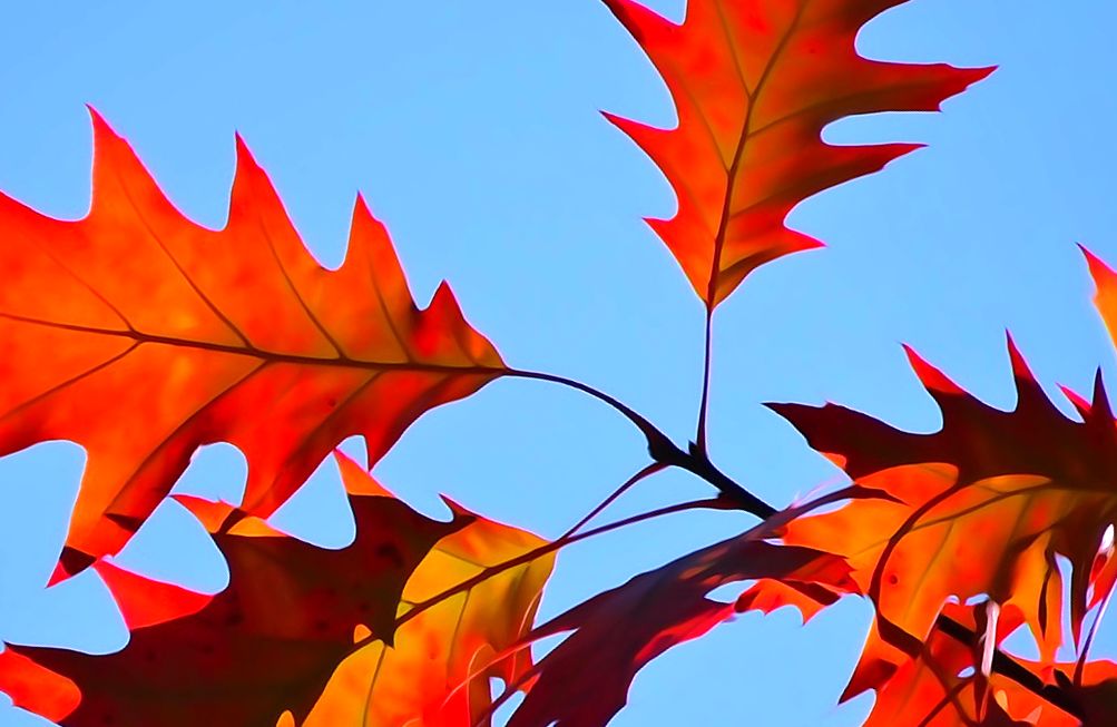 Осенние листья - Сценарий осеннего бала