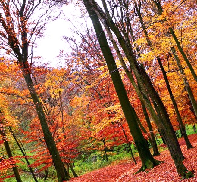 Красочный осенний лес - Сценарий осеннего бала в школе